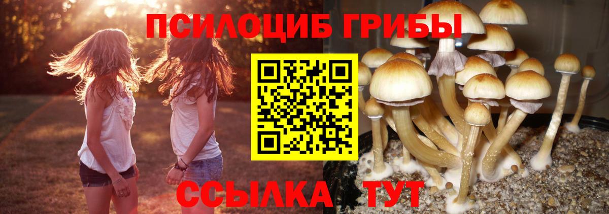 Псилоцибиновые грибы прущие грибы  Вход с VPN  Звенигород 